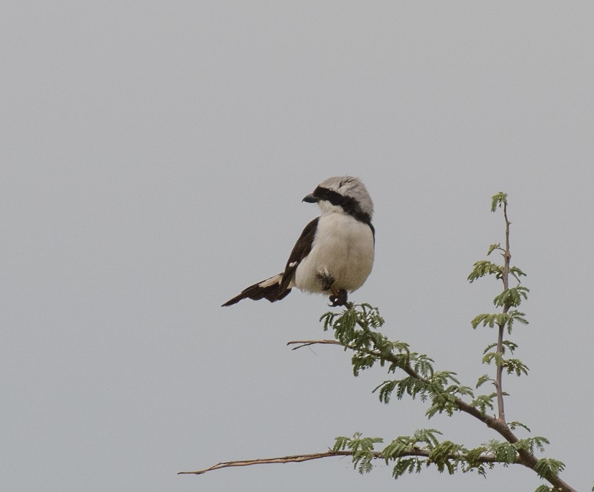 Gray-backed Fiscal - ML641954330