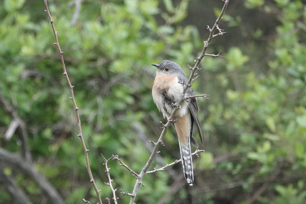 Fan-tailed Cuckoo - ML641954332