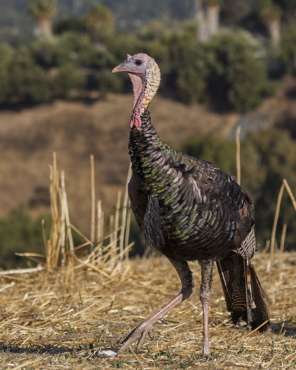 Wild Turkey - ML641954339