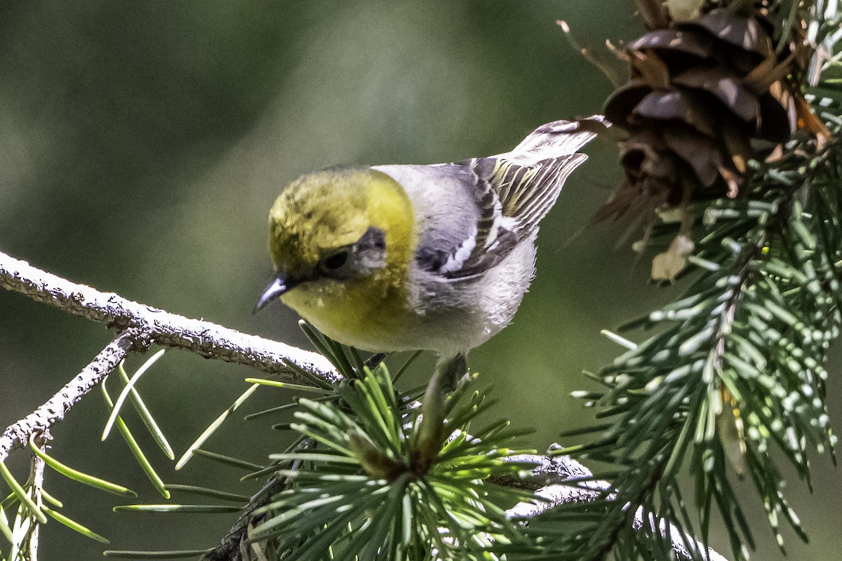 Olive Warbler - ML641954344