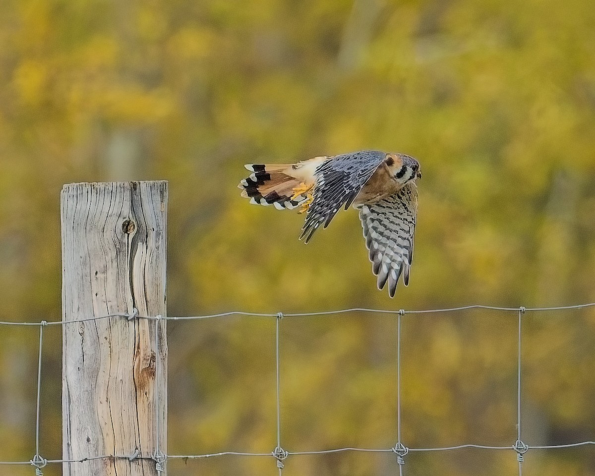 American Kestrel - ML641954351