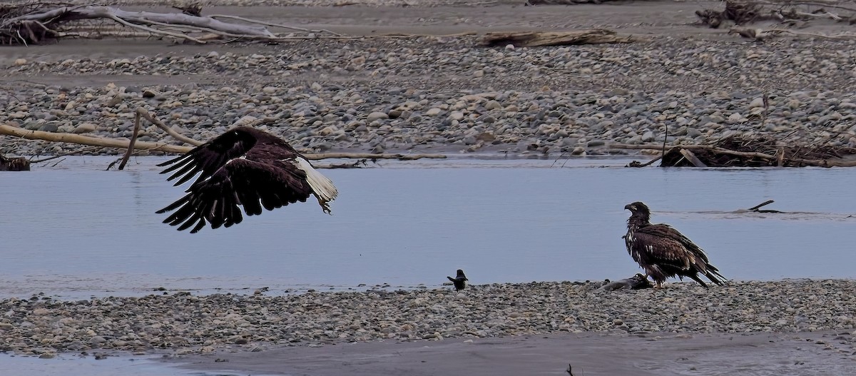 Bald Eagle - ML641954357