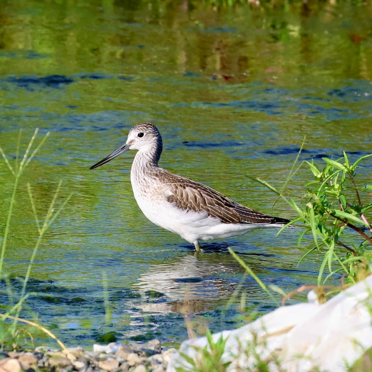 Common Greenshank - ML641954364