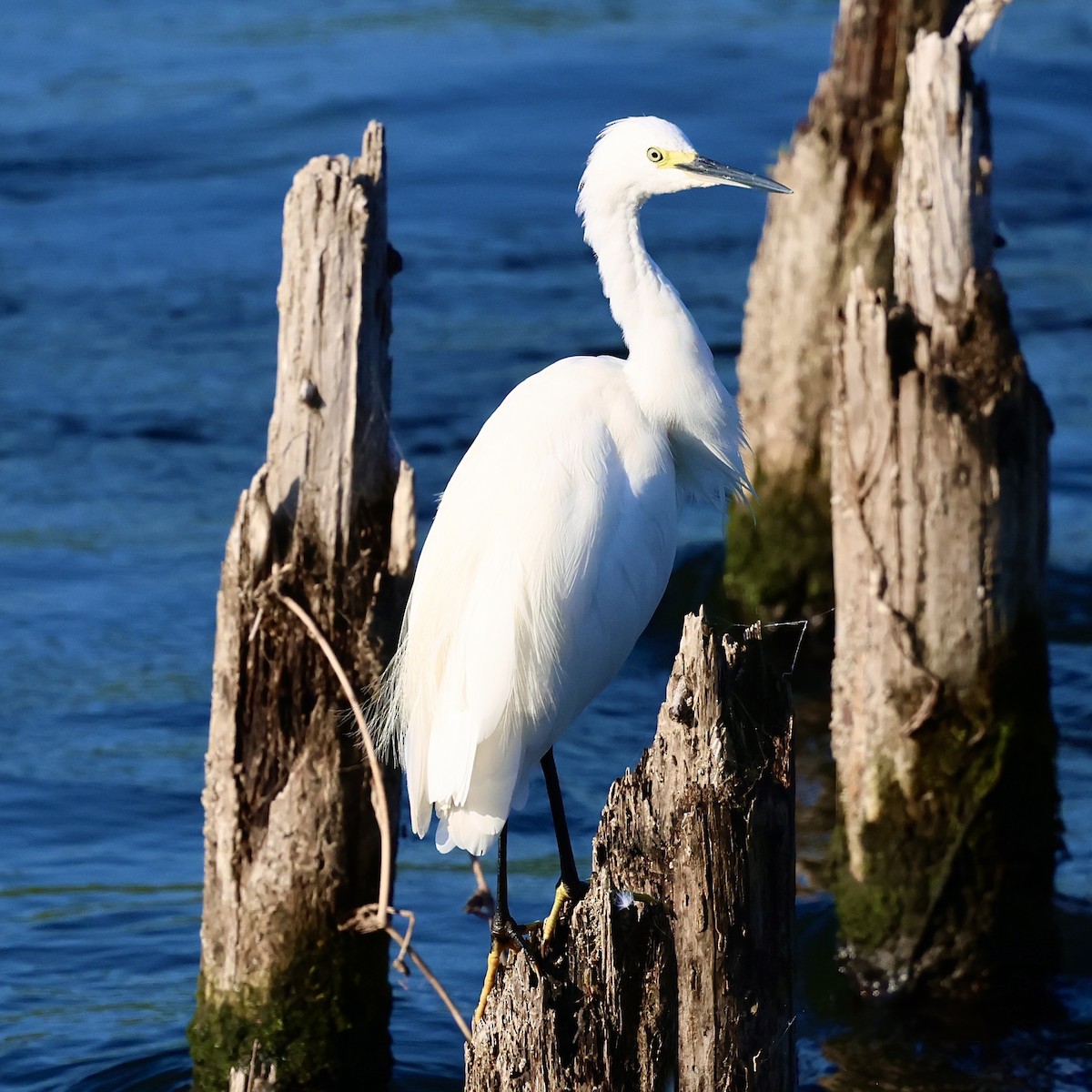 Little Egret - ML641954366