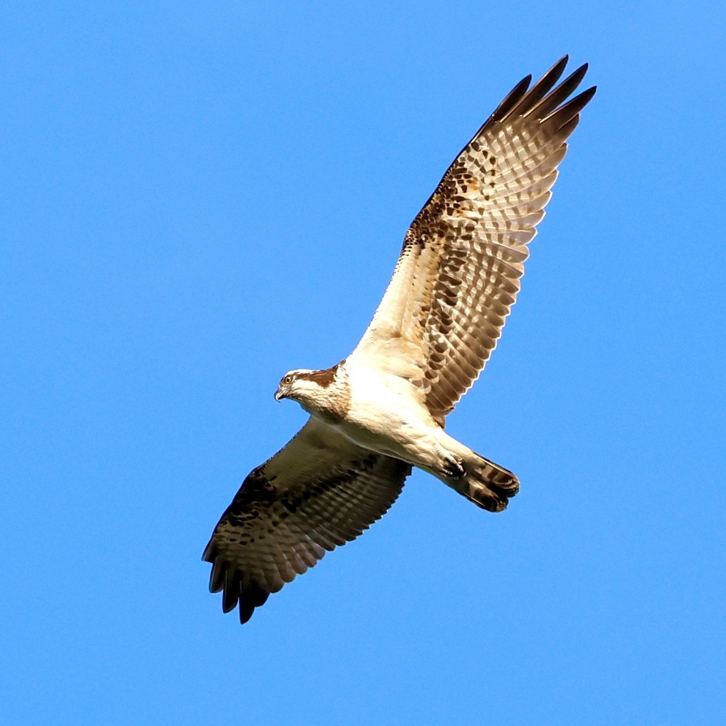 Osprey - ML641954368
