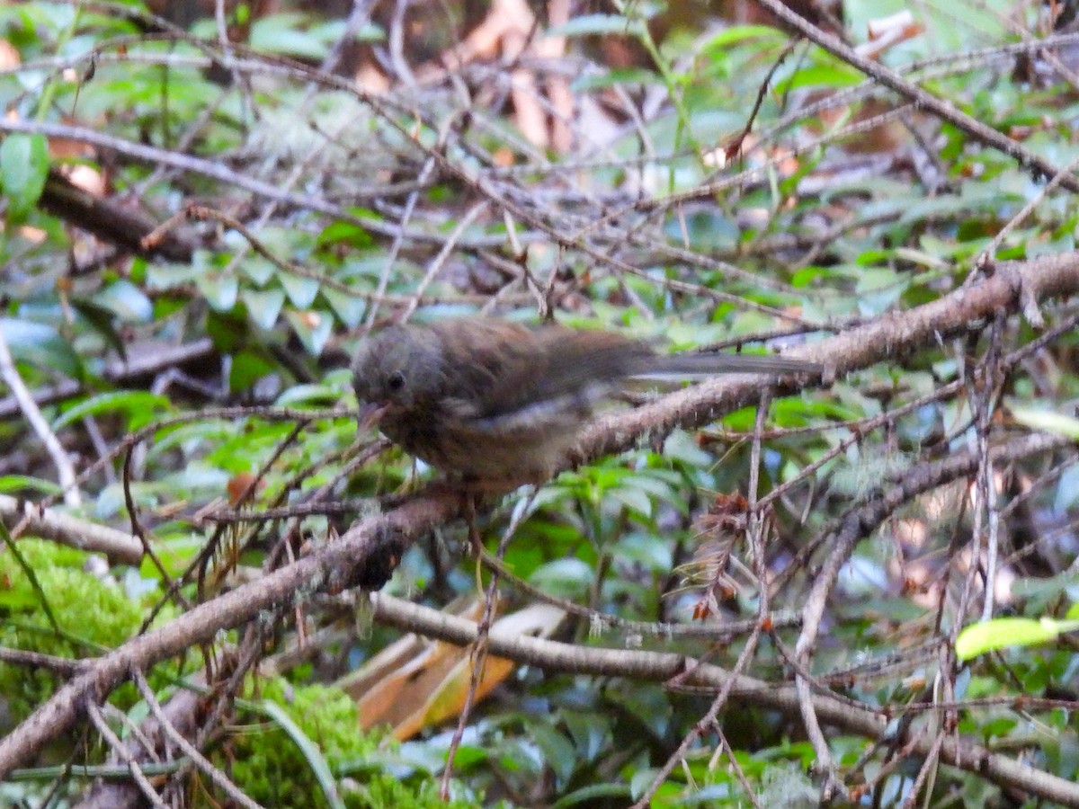 Dark-eyed Junco - ML641954377
