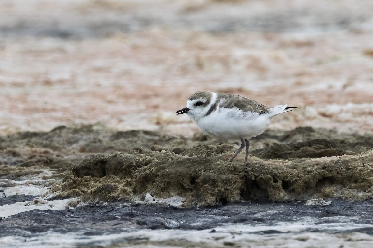 Snowy Plover - ML641954386