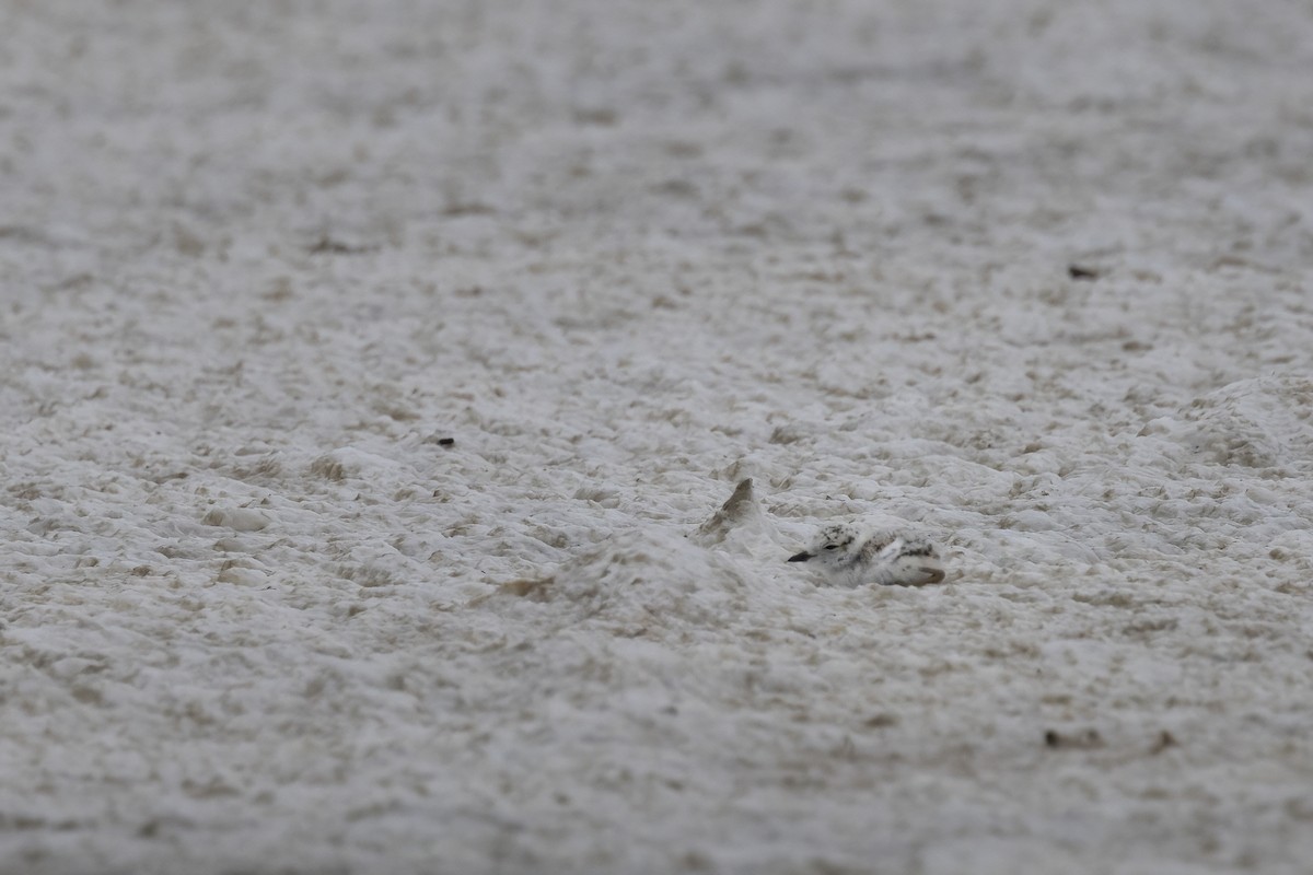 Snowy Plover - ML641954392