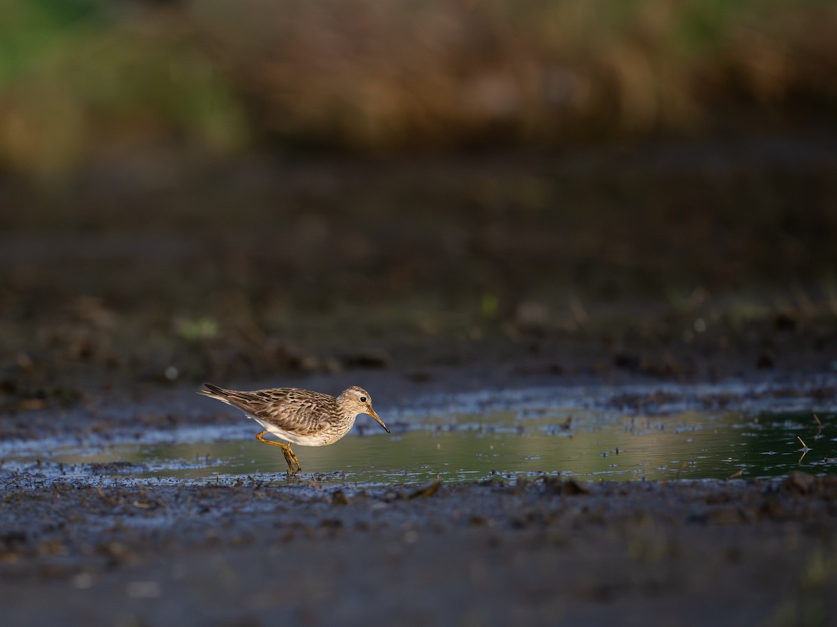 Pectoral Sandpiper - ML641954395