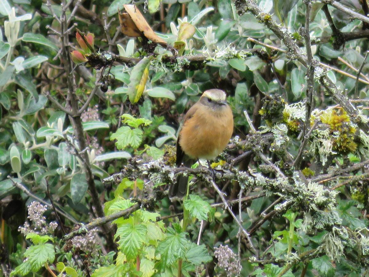 Brown-backed Chat-Tyrant - ML641954398