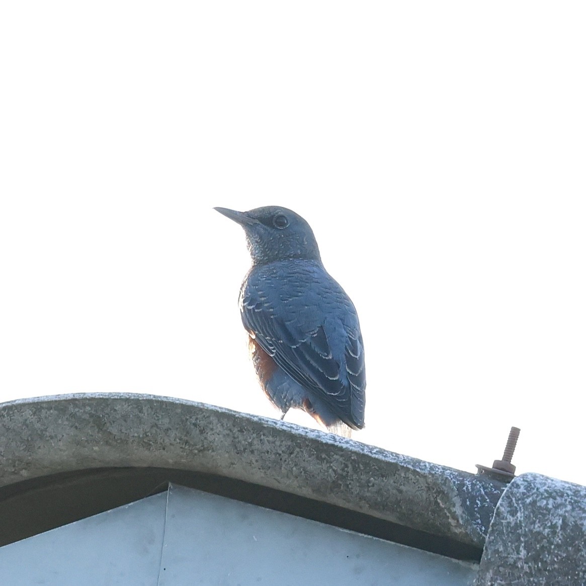 Blue Rock-Thrush - ML641954401