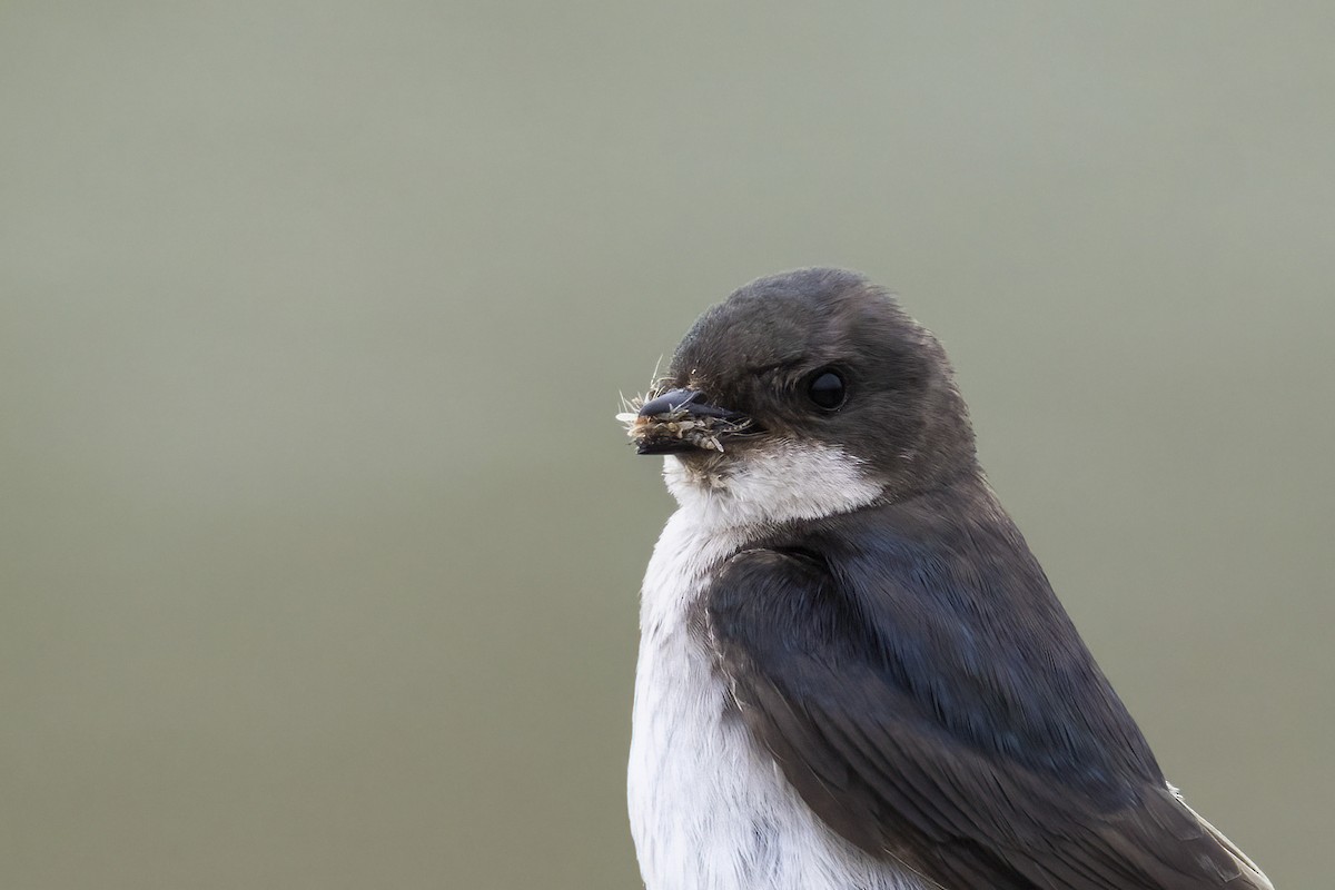 Tree Swallow - ML641954411