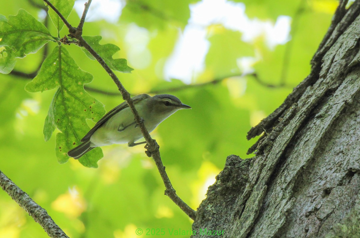 Rotaugenvireo - ML641954419