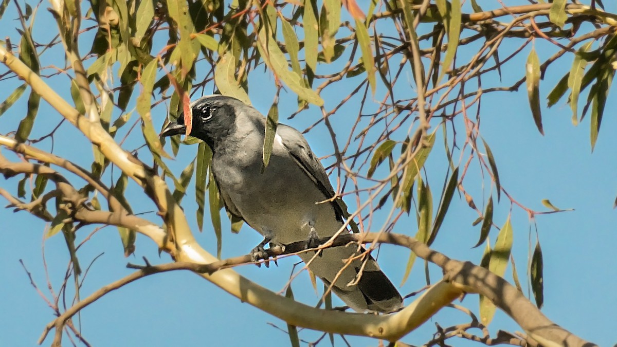 Black-faced Cuckooshrike - ML641954421