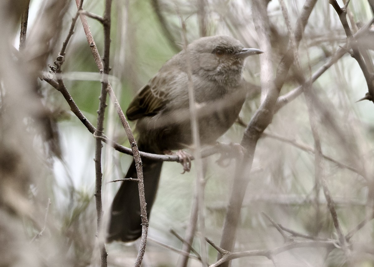 Gray Wren-Warbler - ML641954443