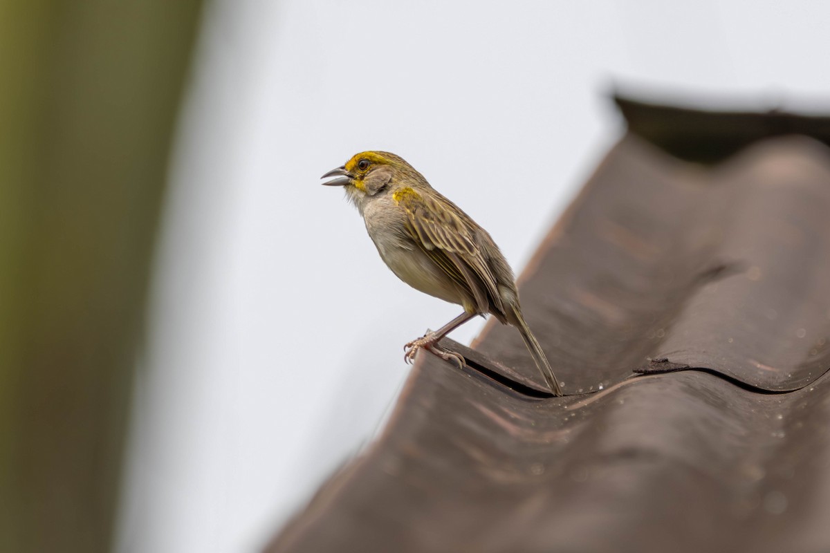 Yellow-browed Sparrow - ML641954450