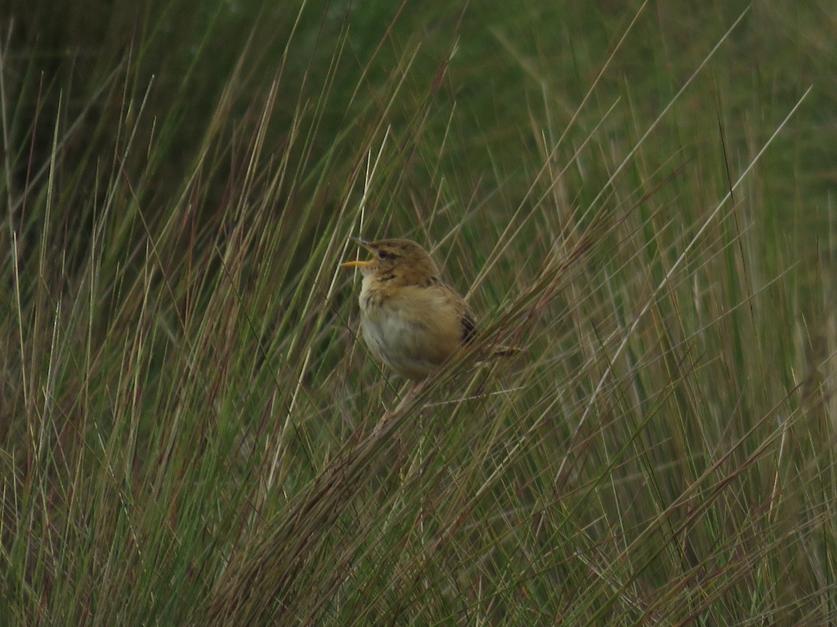 Pampazaunkönig (aequatorialis) - ML641954457