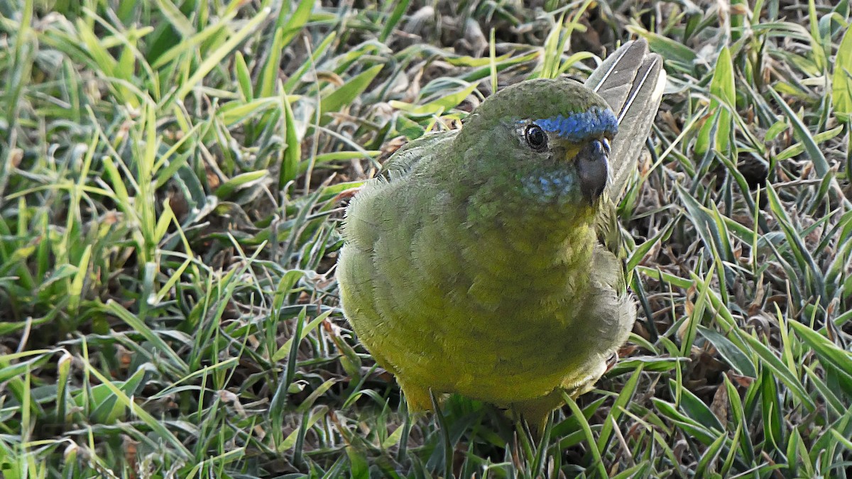 Turquoise Parrot - ML641954459