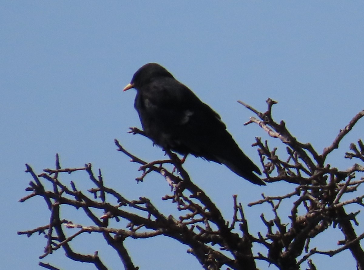 Yellow-billed Chough - ML641954467