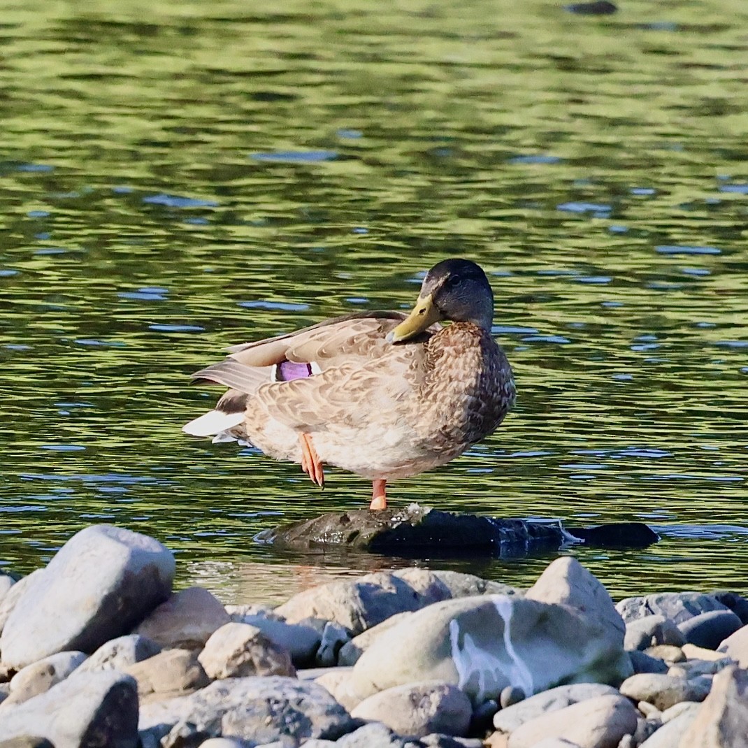 Mallard - ML641954487