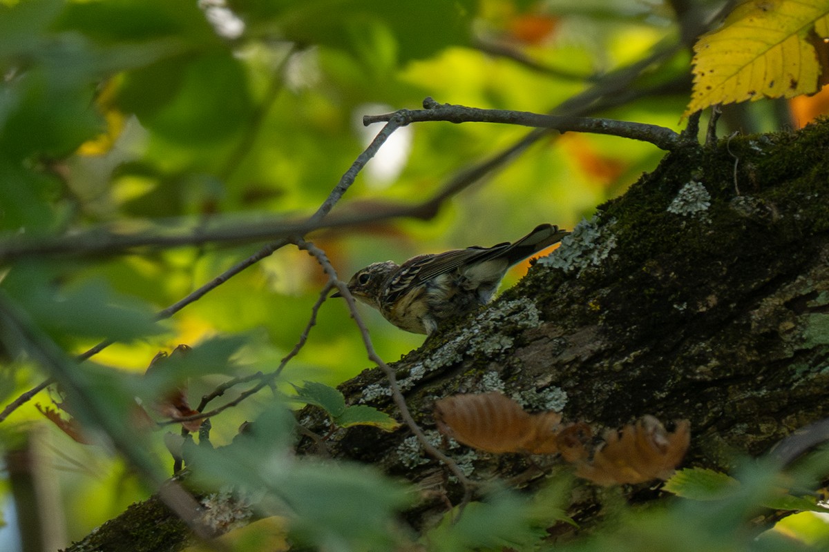 Yellow-rumped Warbler - ML641954495
