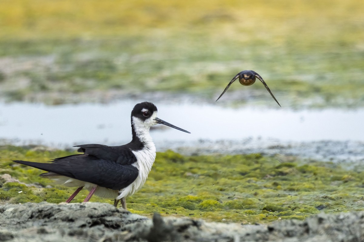 Black-necked Stilt - ML641954496