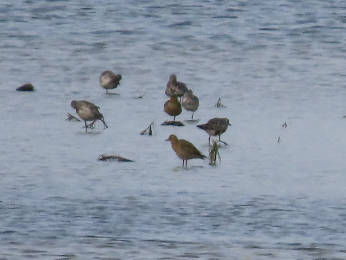European Golden-Plover - ML641954533