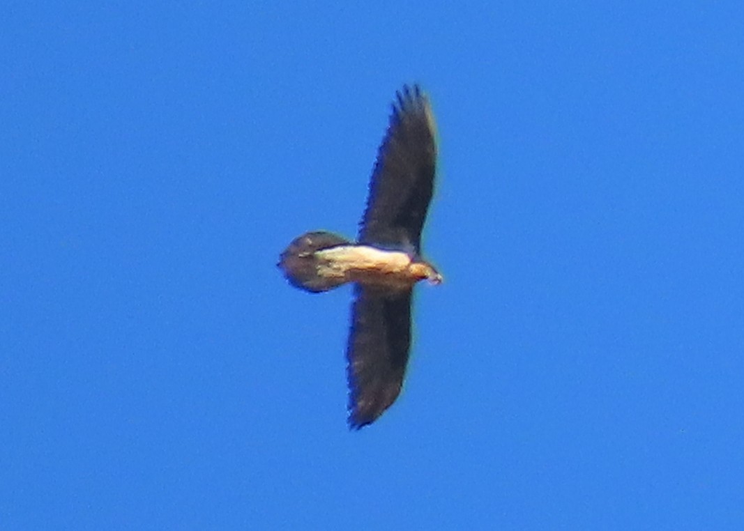 Bearded Vulture - ML641954535