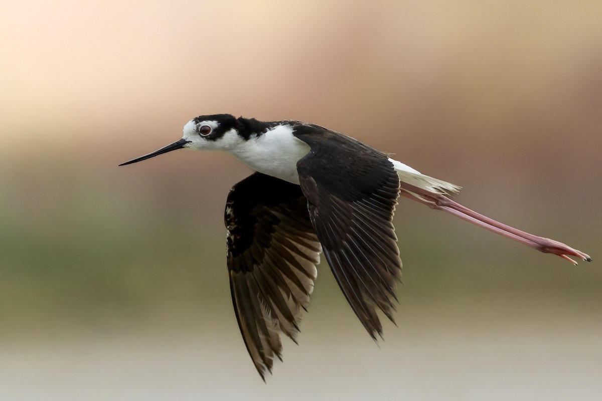 Black-necked Stilt - ML641954566