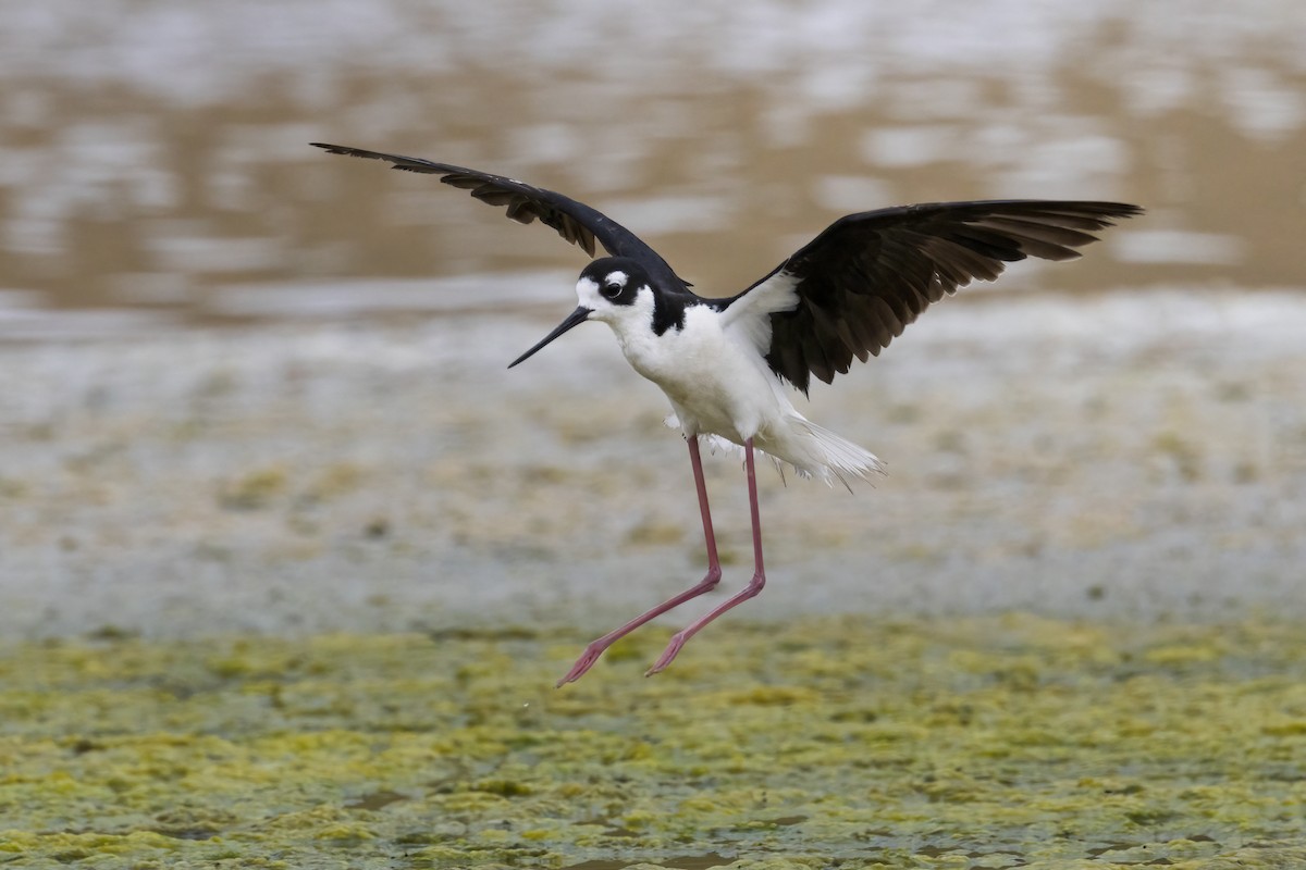 Black-necked Stilt - ML641954567