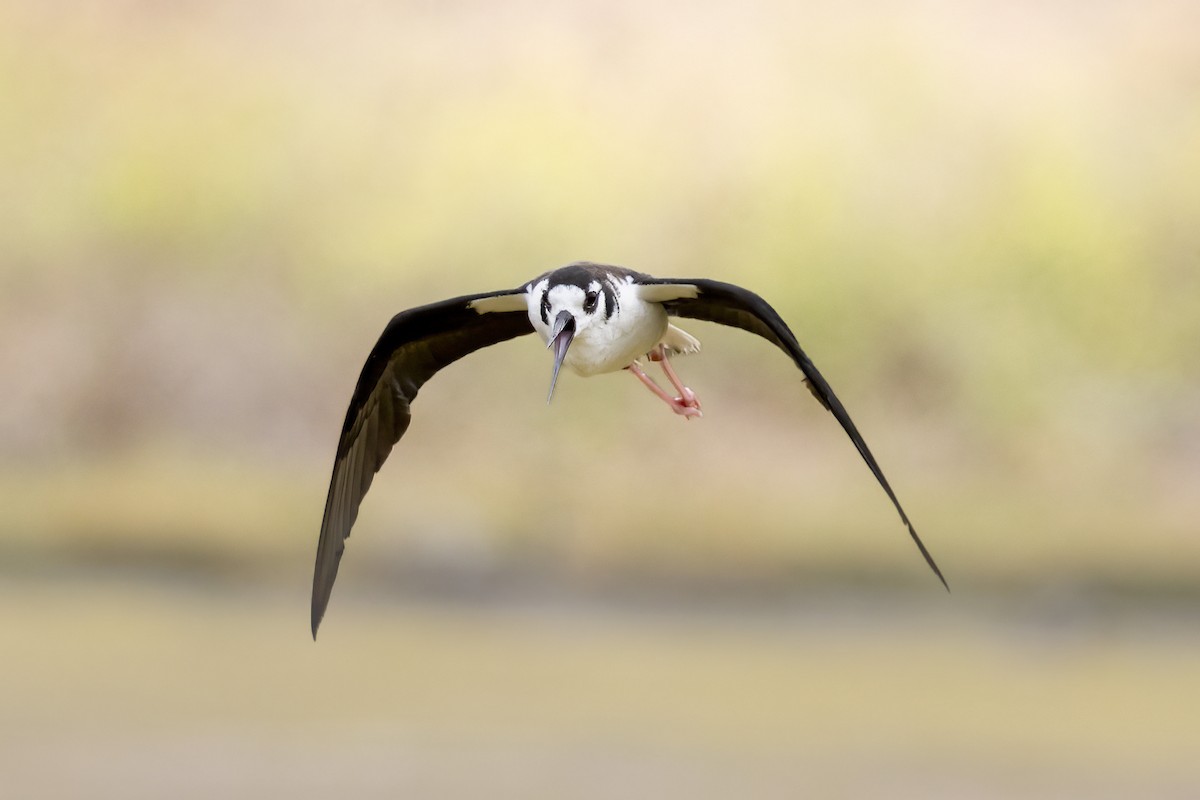 Black-necked Stilt - ML641954569