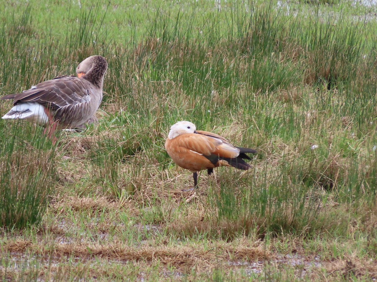 Ruddy Shelduck - ML641954570