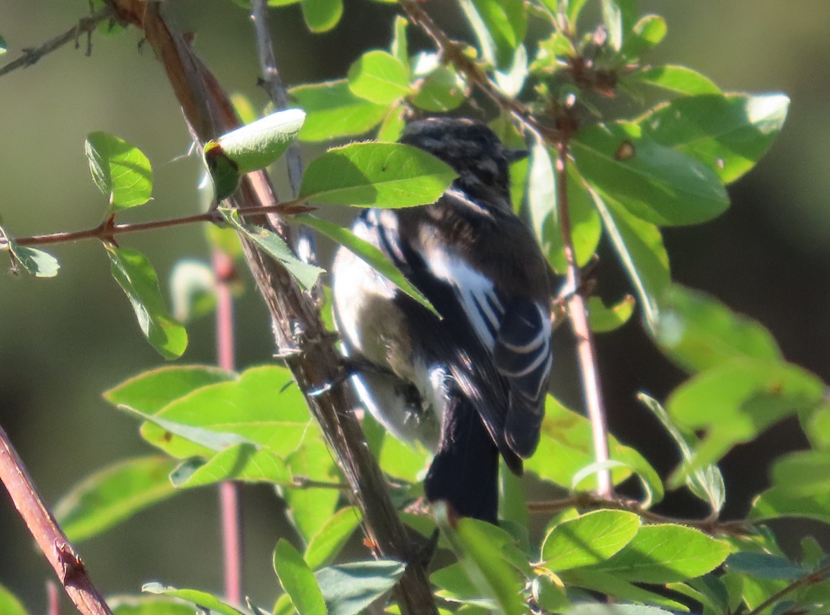 Blaukopf-Rotschwanz - ML641954574