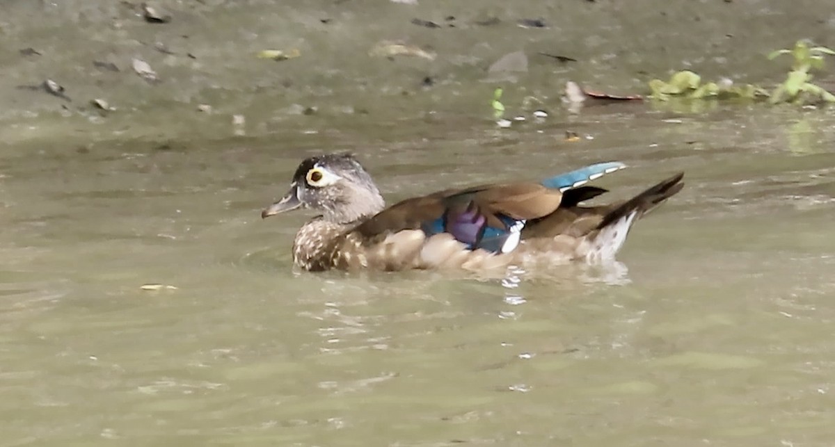 Wood Duck - ML641954608