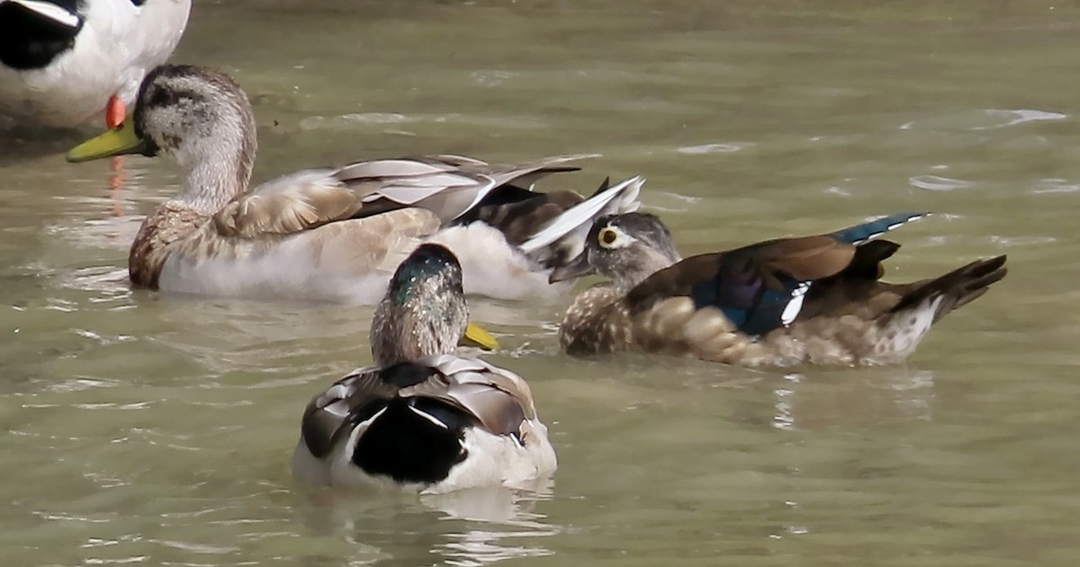 Mallard - ML641954616