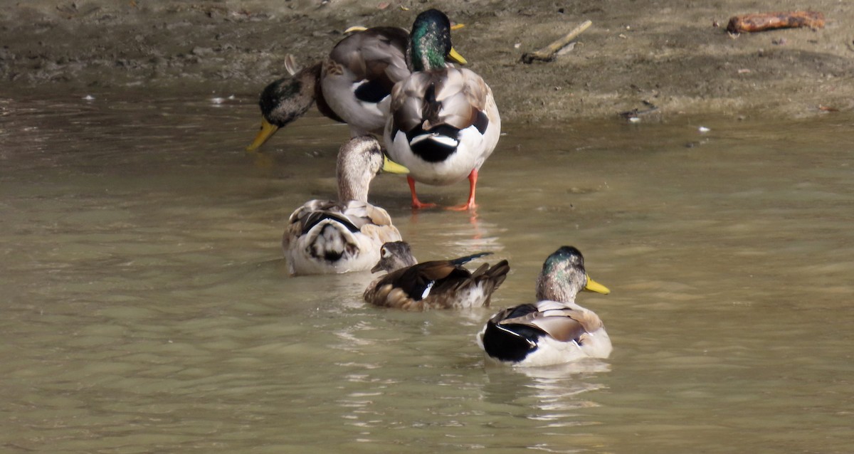 Mallard - ML641954617