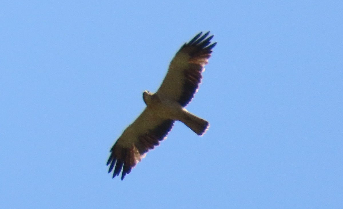 Zwergadler - ML641954618