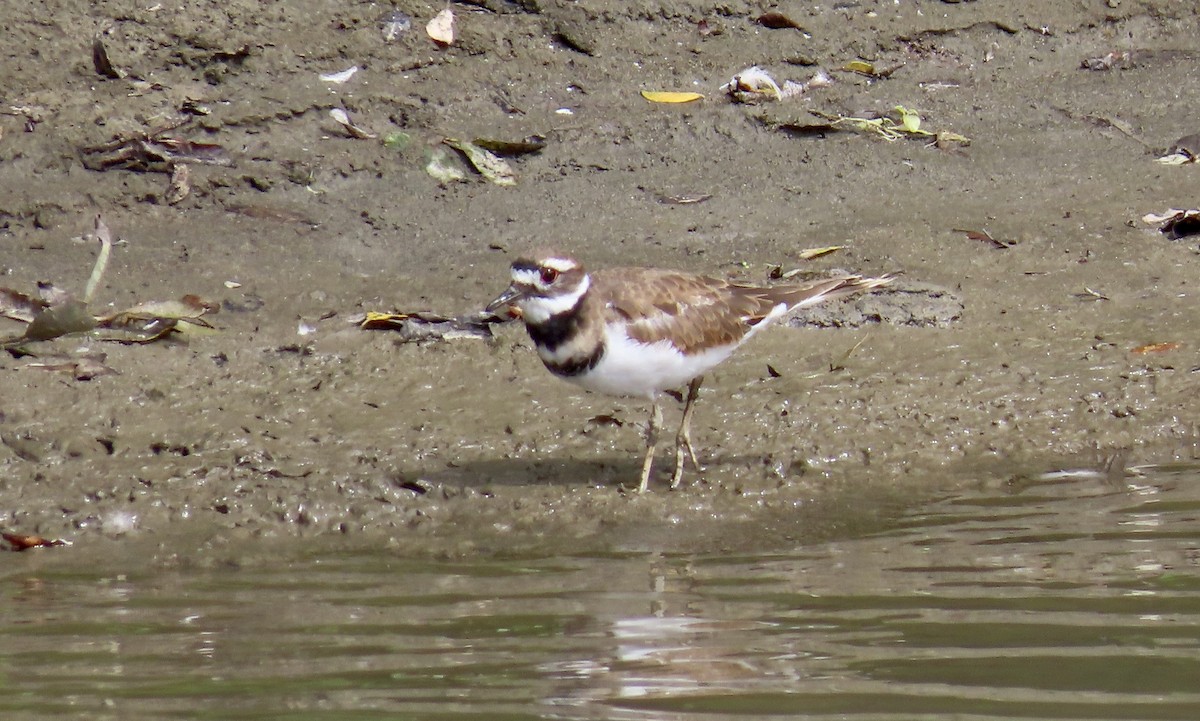Killdeer - ML641954619