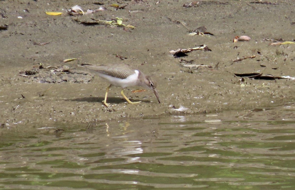 Spotted Sandpiper - ML641954620