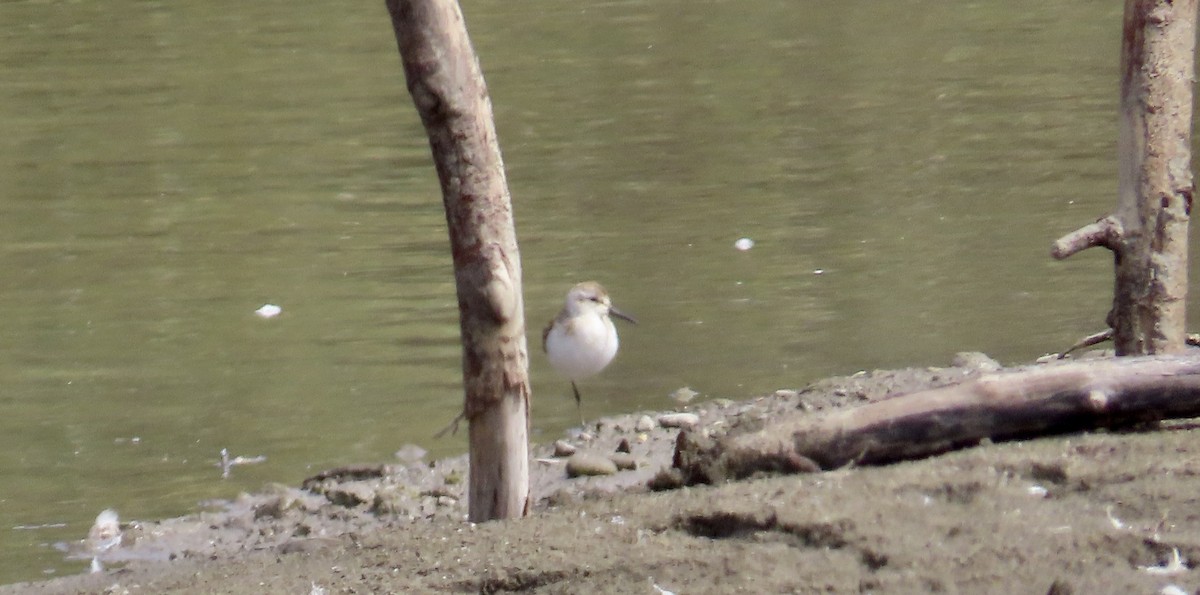 Least Sandpiper - ML641954622