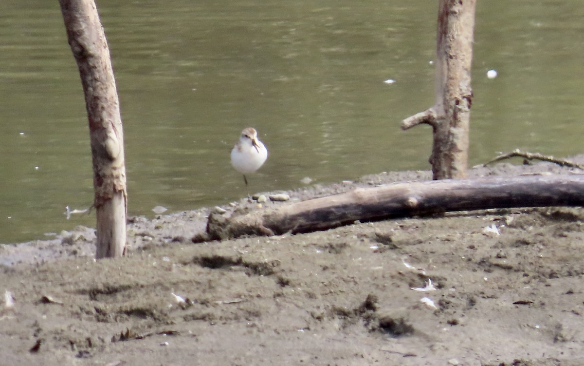 Least Sandpiper - ML641954626