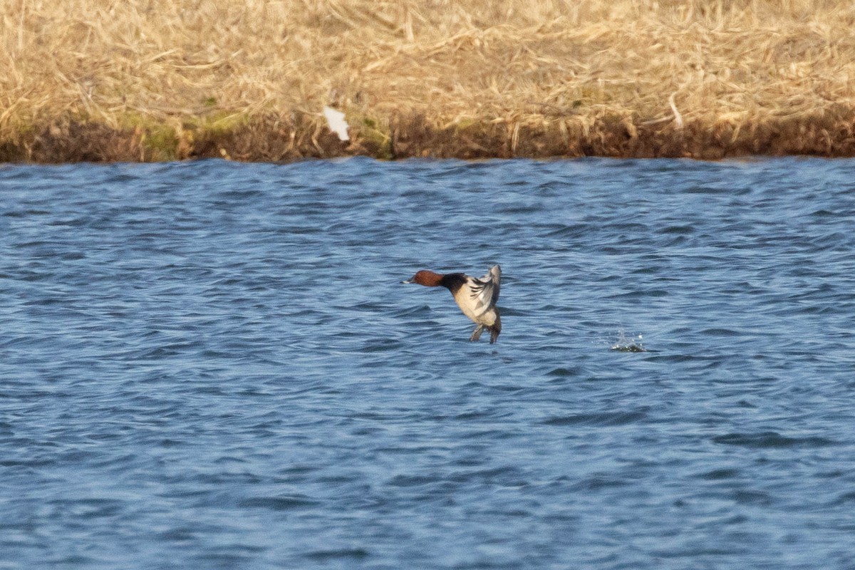 Common Pochard - ML641954631