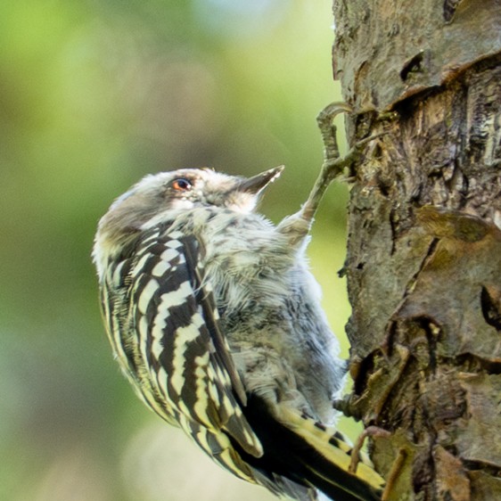Japanese Pygmy Woodpecker - ML641954641