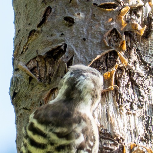 Japanese Pygmy Woodpecker - ML641954642