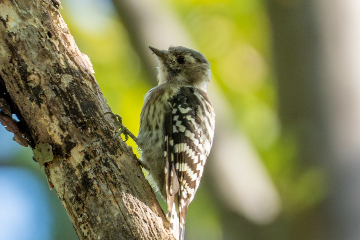 Japanese Pygmy Woodpecker - ML641954643