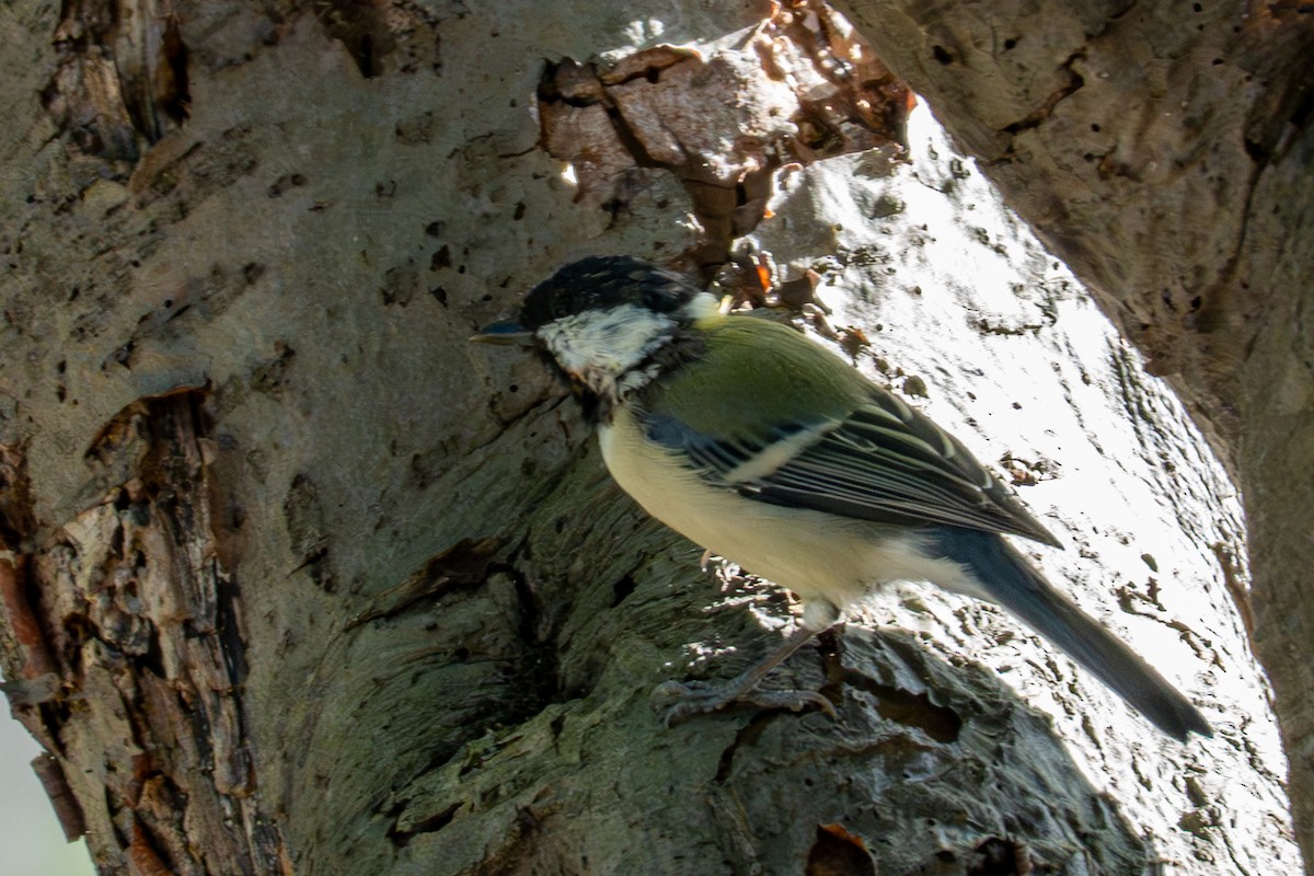 Asian Tit - ML641954653