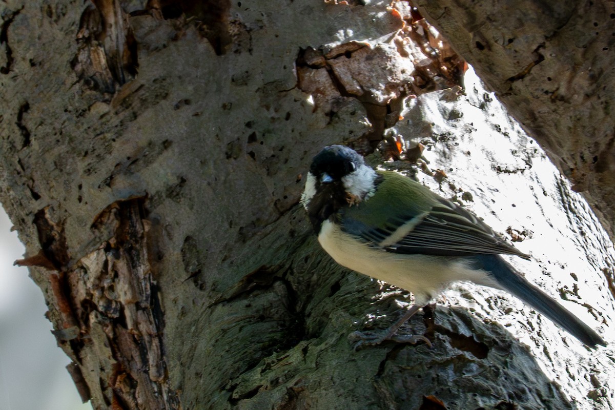 Asian Tit - ML641954654