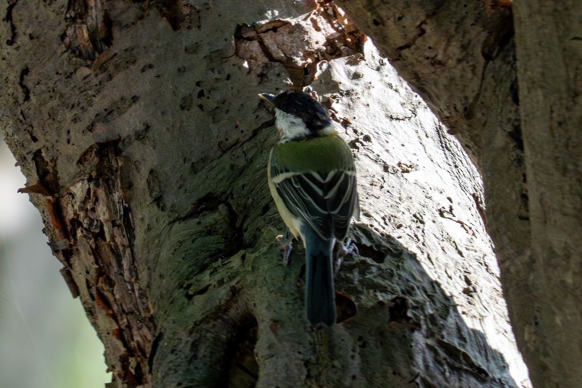 Asian Tit - ML641954655