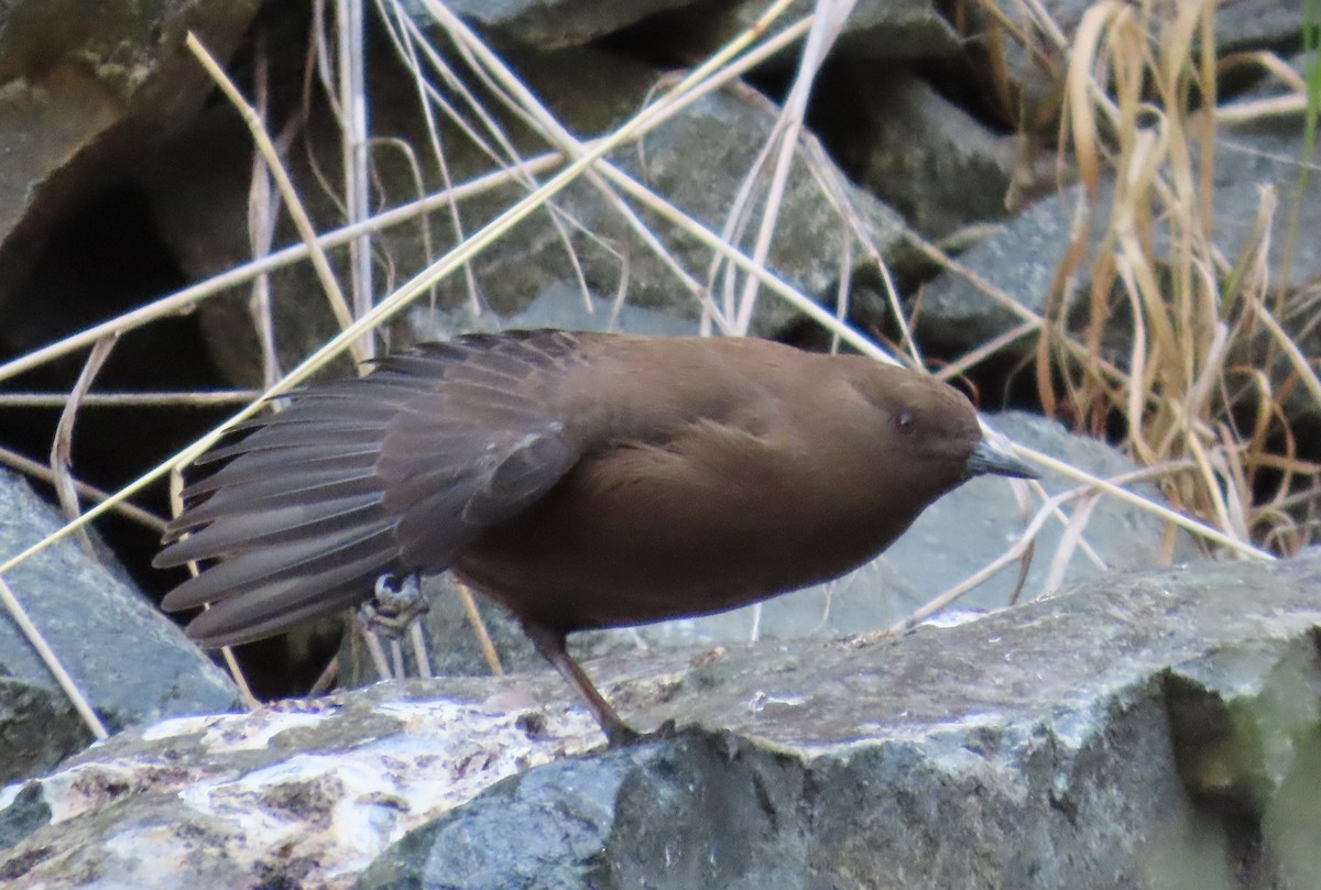 Pallaswasseramsel - ML641954657