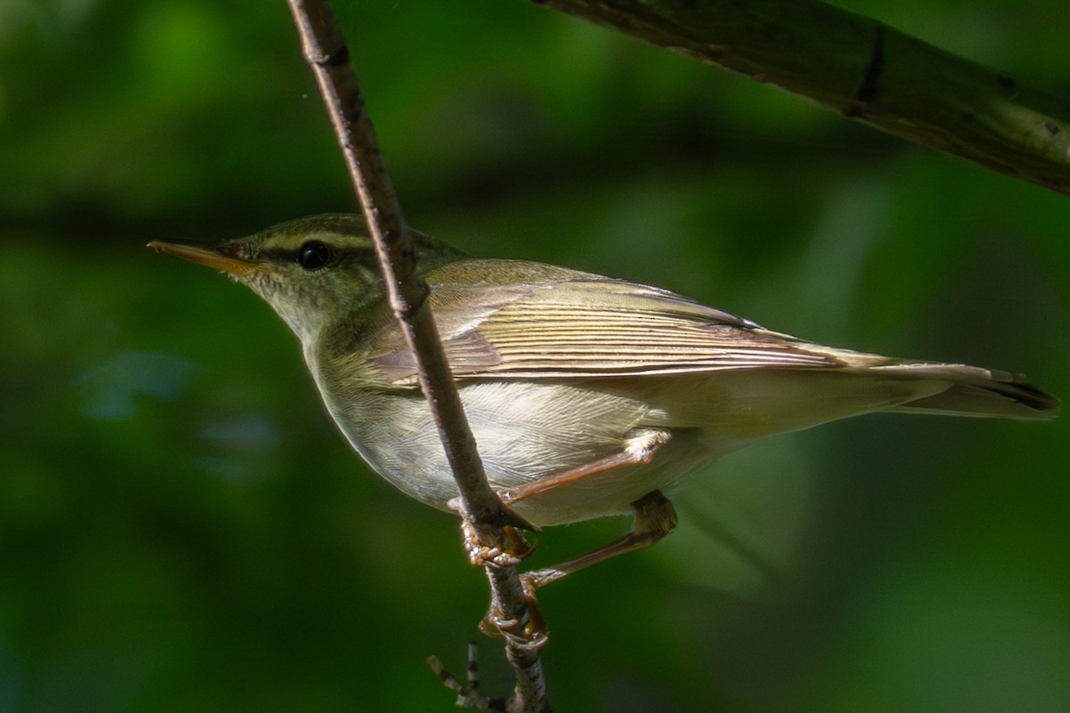 Eastern Crowned Warbler - ML641954658